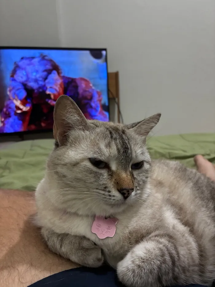 Gato raça SRD-ViraLata idade 4 anos nome Madonna