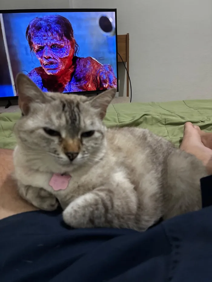 Gato raça SRD-ViraLata idade 4 anos nome Madonna