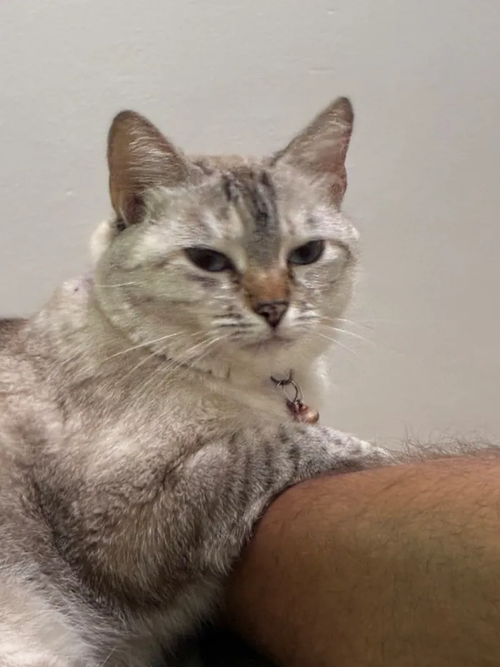 Gato raça SRD-ViraLata idade 4 anos nome Madonna