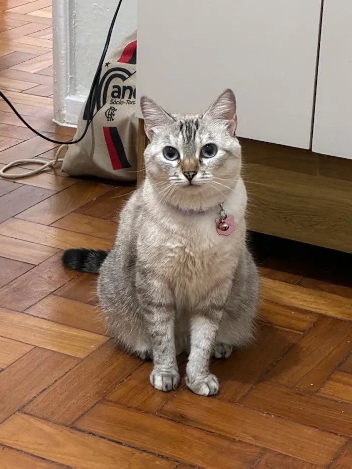 Gato raça SRD-ViraLata idade 4 anos nome Madonna