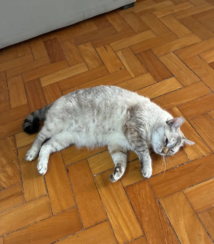Gato raça SRD-ViraLata idade 4 anos nome Madonna