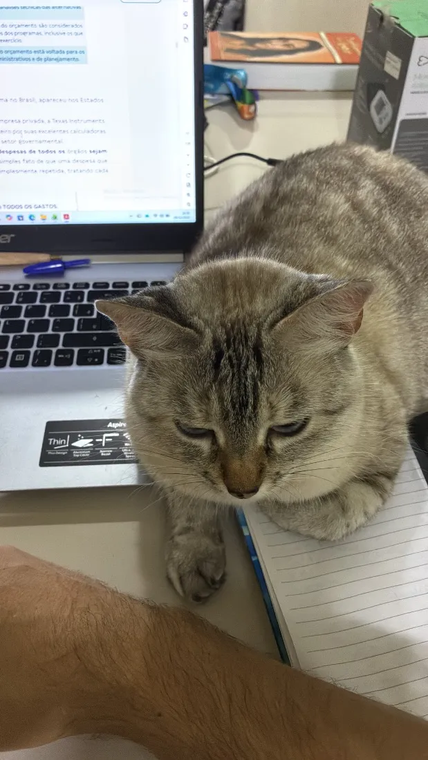 Gato raça SRD-ViraLata idade 4 anos nome Madonna