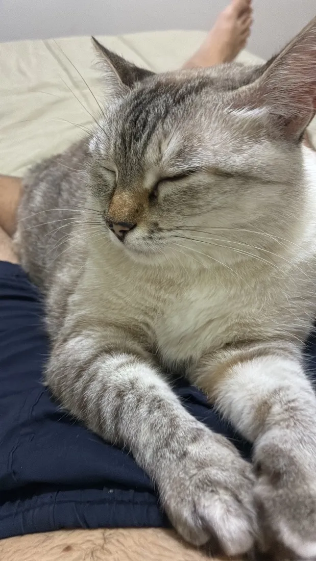 Gato raça SRD-ViraLata idade 4 anos nome Madonna