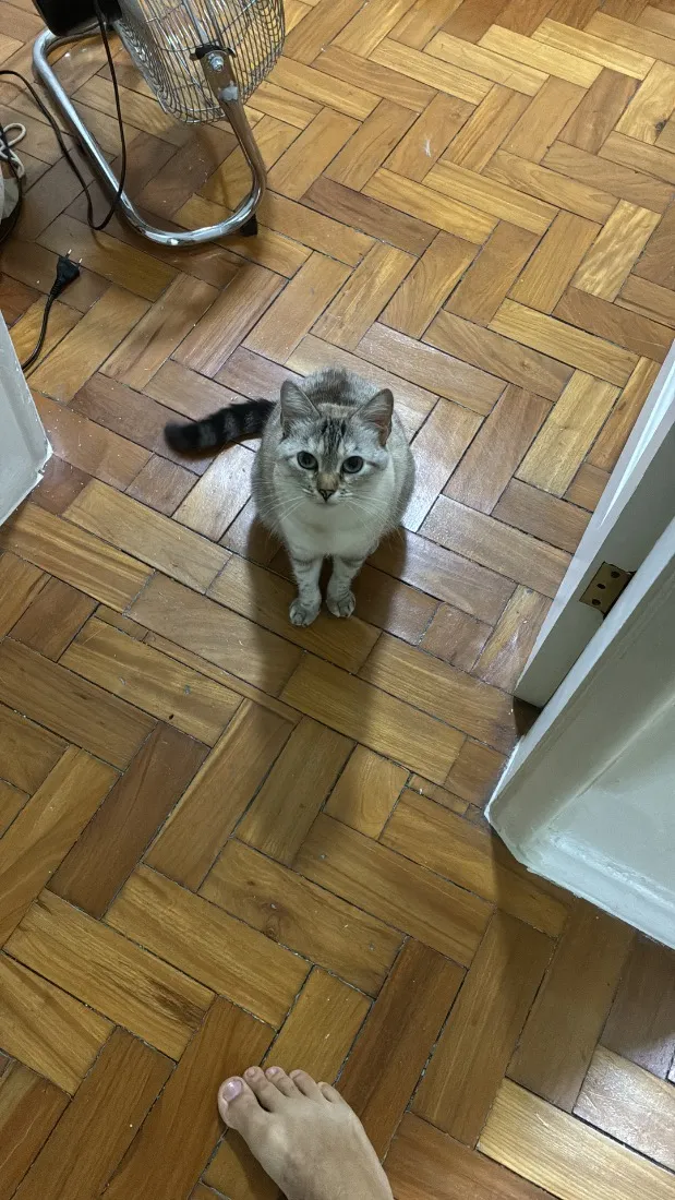 Gato raça SRD-ViraLata idade 4 anos nome Madonna