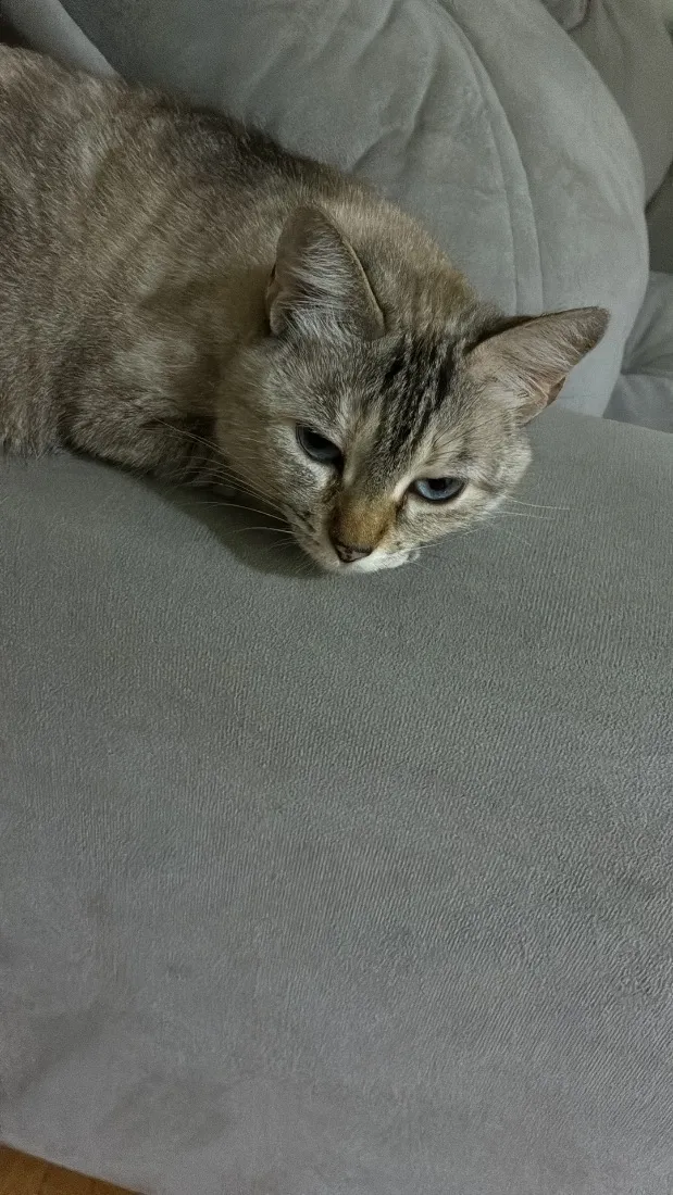 Gato raça SRD-ViraLata idade 4 anos nome Madonna