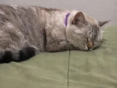 Gato raça SRD-ViraLata idade 4 anos nome Madonna