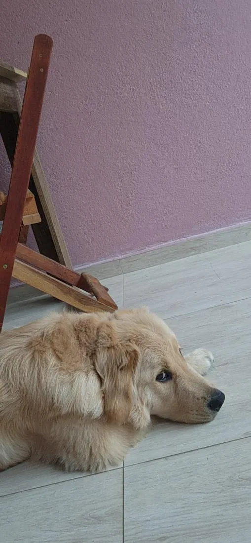 Cachorro raça Golden Retriever  idade 7 a 11 meses nome Zeca