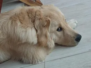 Cachorro raça Labrador idade 7 a 11 meses nome Zeca