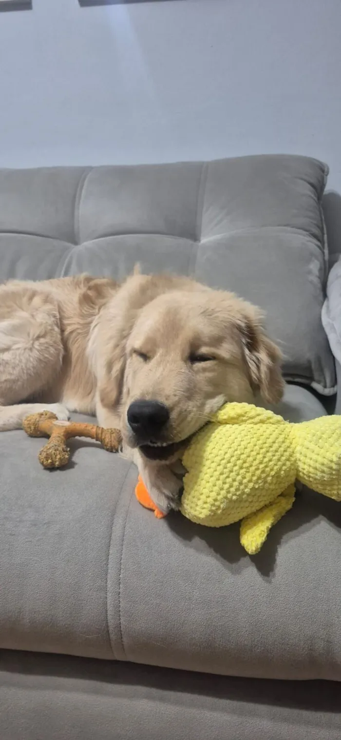 Cachorro raça Golden Retriever  idade 7 a 11 meses nome Zeca