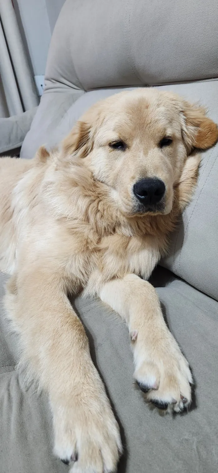 Cachorro raça Golden Retriever  idade 7 a 11 meses nome Zeca