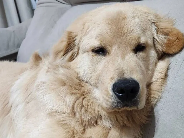 Cachorro raça Golden Retriever  idade 7 a 11 meses nome Zeca