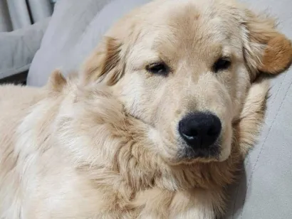 Cachorro raça Golden Retriever  idade 7 a 11 meses nome Zeca