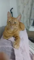 pico