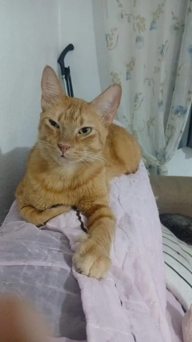 Gato raça SRD-ViraLata idade 1 ano nome pico