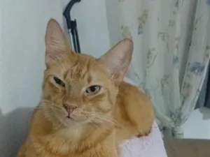 Gato raça SRD-ViraLata idade 1 ano nome pico