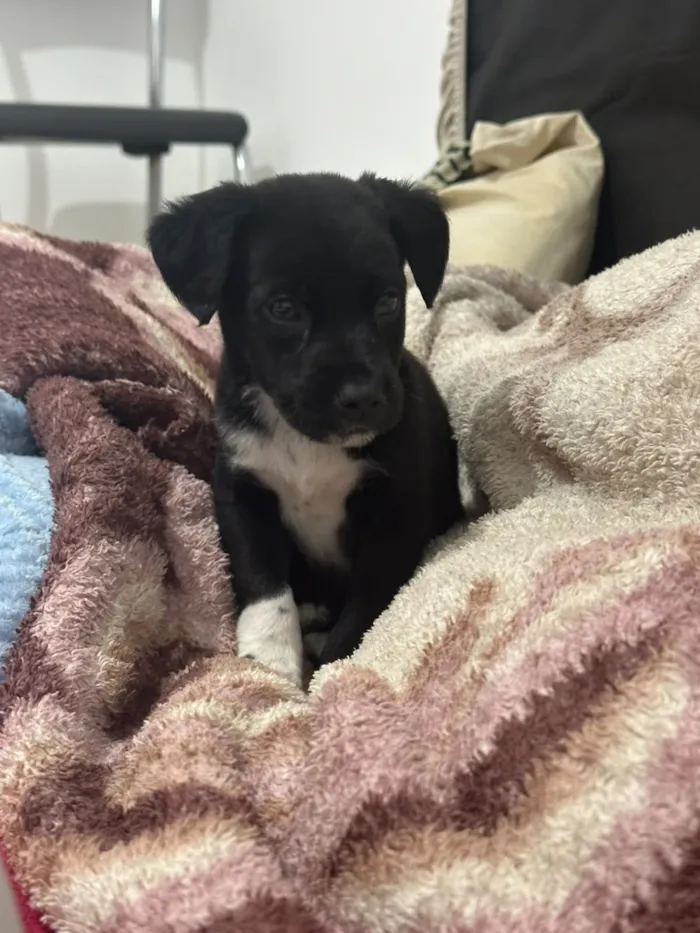 Cachorro raça SRD-ViraLata idade 2 a 6 meses nome Apollo