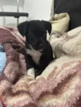 Apollo