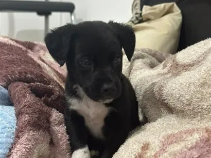 Cachorro raça SRD-ViraLata idade 2 a 6 meses nome Apollo