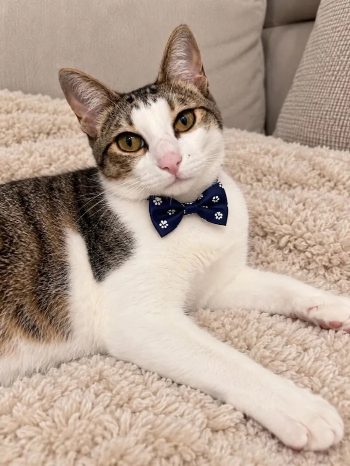 Gato raça SRD-ViraLata idade 7 a 11 meses nome Theo 