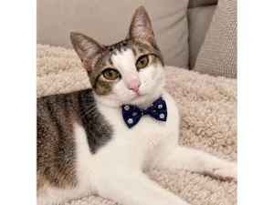 Gato raça SRD-ViraLata idade 7 a 11 meses nome Theo 
