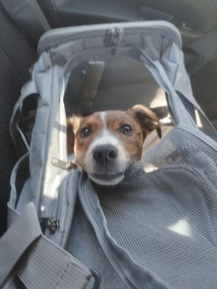 Cachorro raça SRD-ViraLata idade 7 a 11 meses nome Loyd