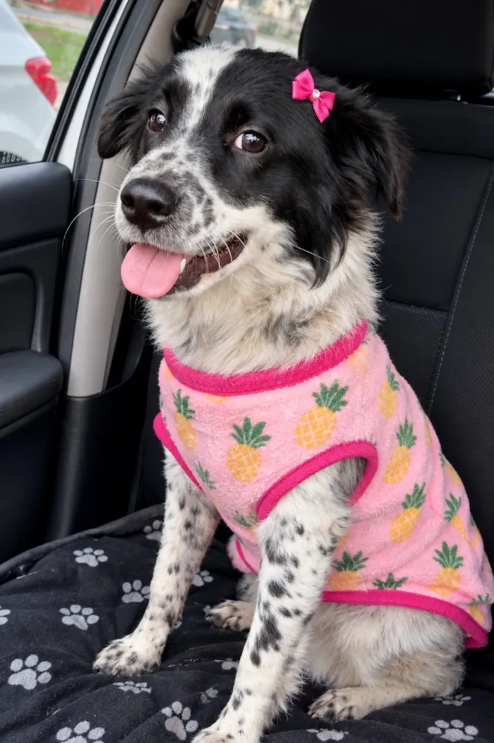 Cachorro raça SRD-ViraLata idade 1 ano nome Lolla Maria 