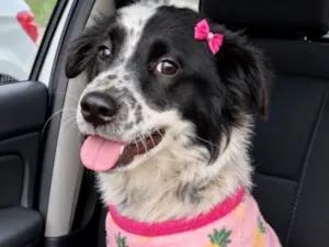 Cachorro raça SRD-ViraLata idade 1 ano nome Lolla Maria 