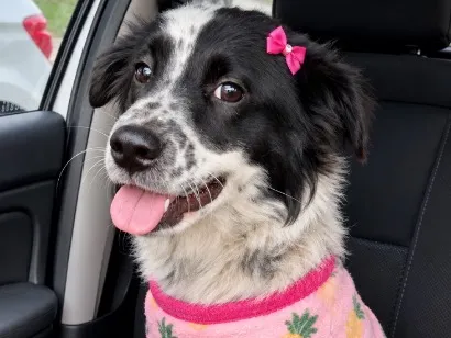 Cachorro raça SRD-ViraLata idade 1 ano nome Lolla Maria 