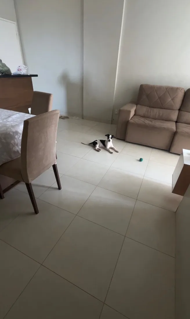 Cachorro raça SRD-ViraLata idade 7 a 11 meses nome Meg