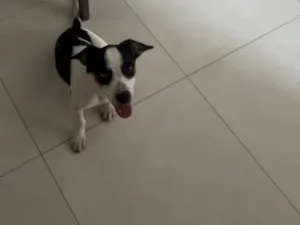 Cachorro raça SRD-ViraLata idade 7 a 11 meses nome Meg