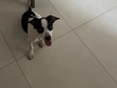 Cachorro raça SRD-ViraLata idade 7 a 11 meses nome Meg