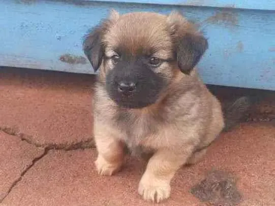 Cachorro raça SRD-ViraLata idade 2 a 6 meses nome jacó
