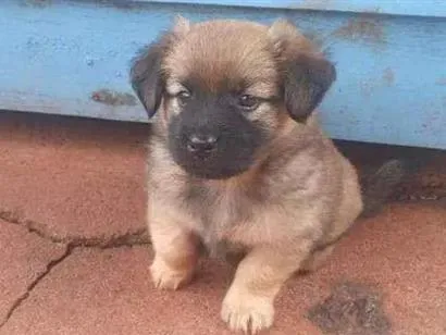 Cachorro raça SRD-ViraLata idade 2 a 6 meses nome jacó