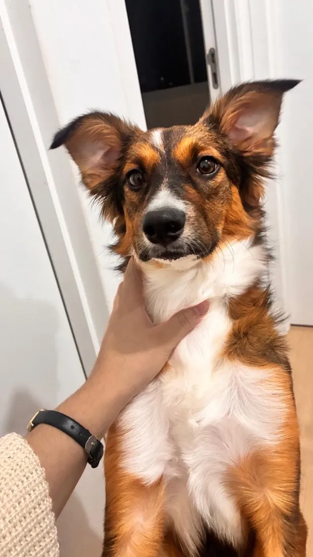 Cachorro raça SRD-ViraLata idade 7 a 11 meses nome Antonela