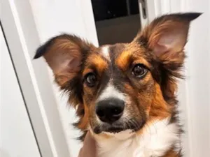 Cachorro raça SRD-ViraLata idade 7 a 11 meses nome Antonela