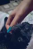 Chico
