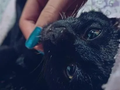 Gato raça SRD-ViraLata idade 1 ano nome Chico