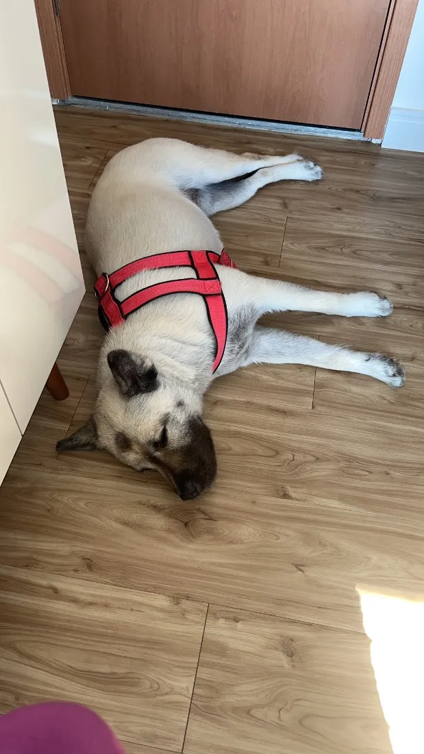 Cachorro raça Pit-Bull idade 4 anos nome Pandora