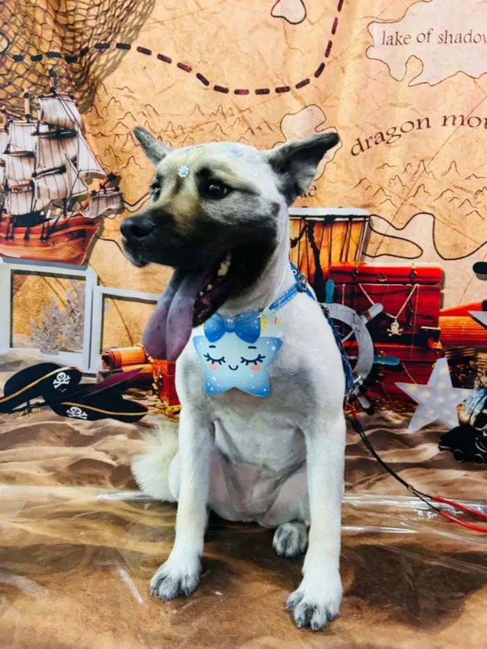 Cachorro raça Pit-Bull idade 4 anos nome Pandora