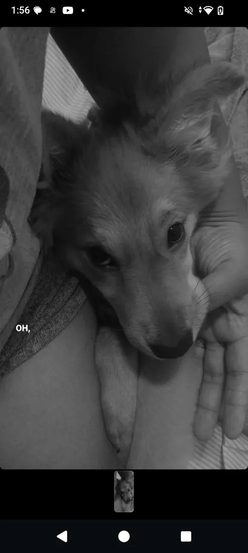 Cachorro raça SRD-ViraLata idade 7 a 11 meses nome Amora