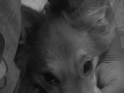 Cachorro raça SRD-ViraLata idade 7 a 11 meses nome Amora