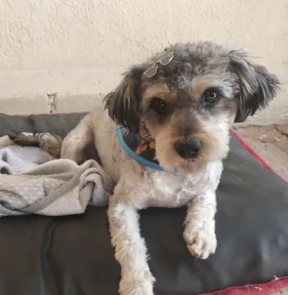 Cachorro raça SRD-ViraLata idade 3 anos nome Benjamim