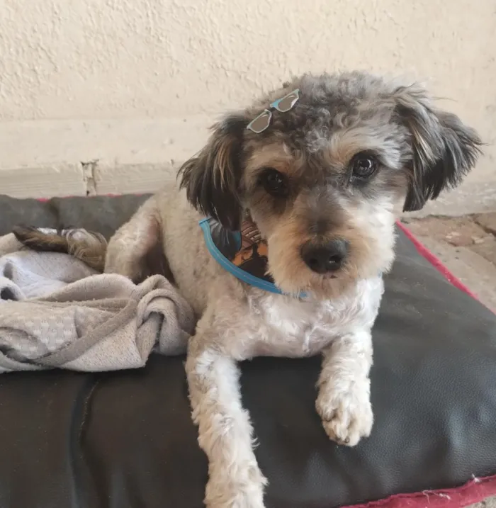 Cachorro raça SRD-ViraLata idade 3 anos nome Benjamim