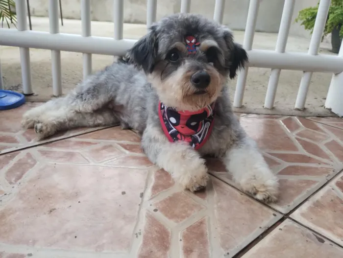 Cachorro raça SRD-ViraLata idade 3 anos nome Benjamim