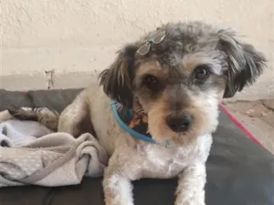 Cachorro raça SRD-ViraLata idade 3 anos nome Benjamim