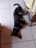 negão 