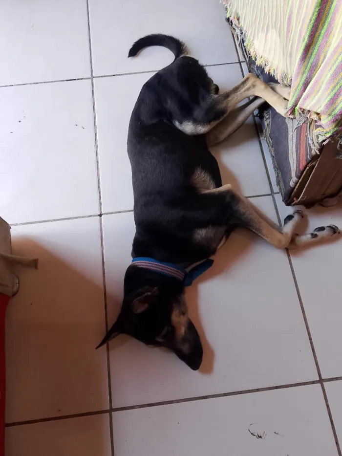 Cachorro raça SRD-ViraLata idade 1 ano nome negão 