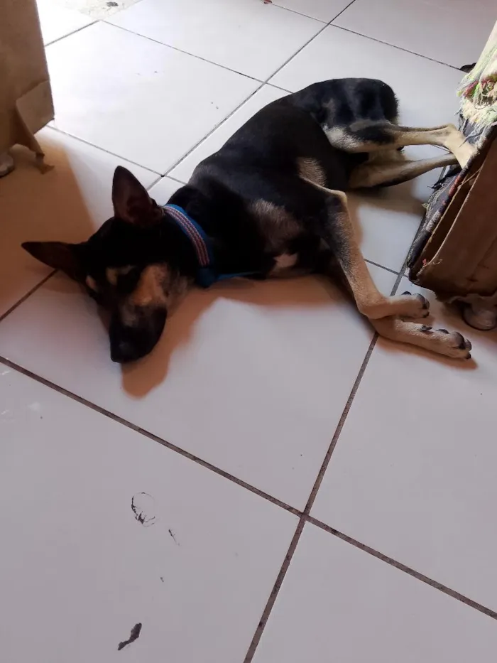 Cachorro raça SRD-ViraLata idade 1 ano nome negão 
