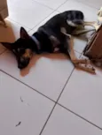negão 