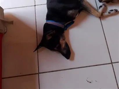 Cachorro raça SRD-ViraLata idade 1 ano nome negão 